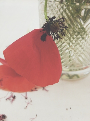 Red Poppies via Passion and Obsession blog