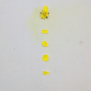 Yellow flowers via Passion and Obsession blog